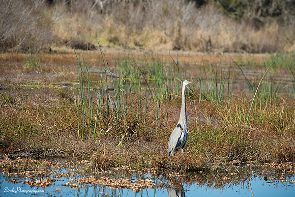 Myakka State Park  2014 12 15 - 0071