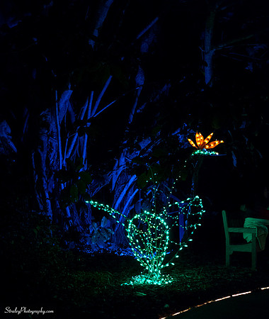 Selby Lights in Bloom  2014 12 23 - 0062