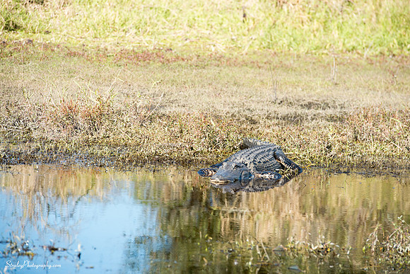 Myakka State Park  2014 12 15 - 0064