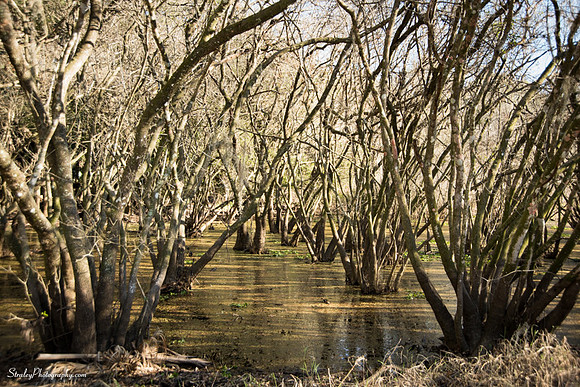 Myakka State Park  2014 12 15 - 0139