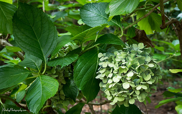 Elizabethan Gardens 2014 10 02 - 0025