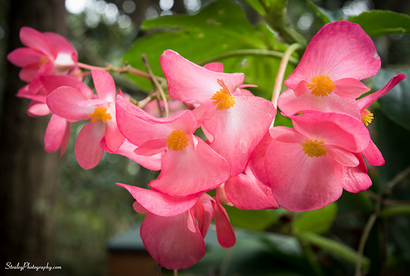 Elizabethan Gardens 2014 10 02 - 0064