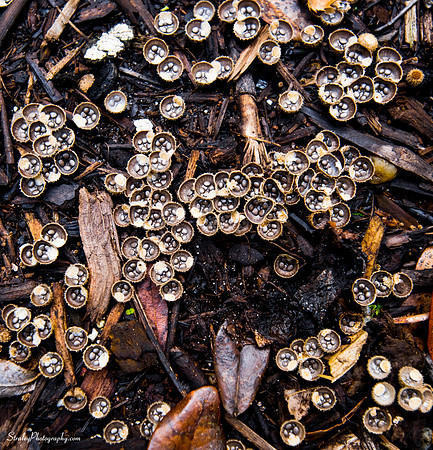 Elizabethan Gardens 2014 10 02 - 0042