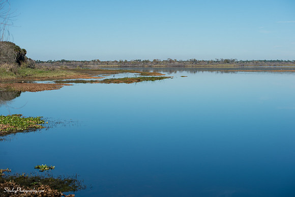 Myakka State Park  2014 12 15 - 0018