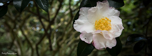 Elizabethan Gardens 2014 10 02 - 0095