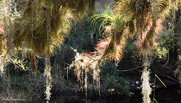 Myakka State Park  2014 12 15 - 0115