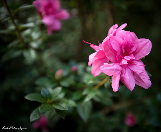 Elizabethan Gardens 2014 10 02 - 0104