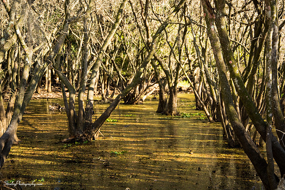 Myakka State Park  2014 12 15 - 0140