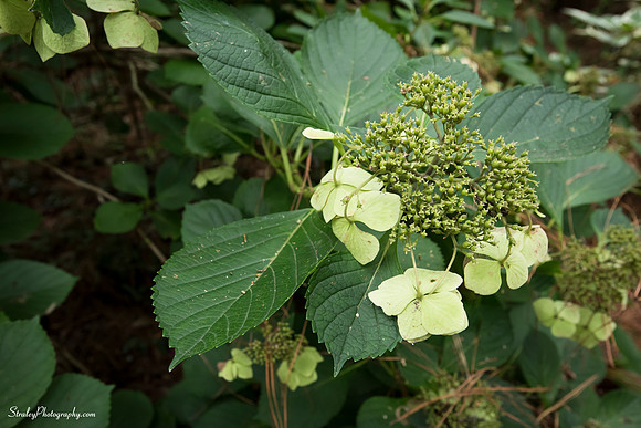 Elizabethan Gardens 2014 10 02 - 0090