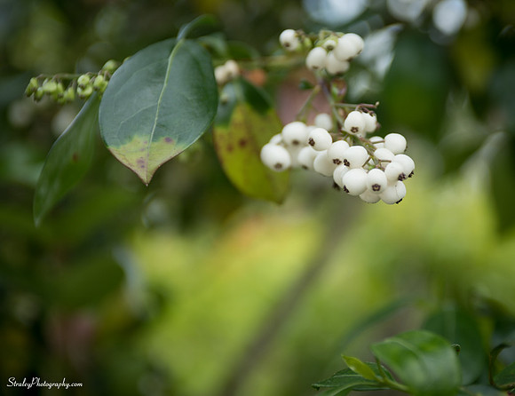 _MS80785