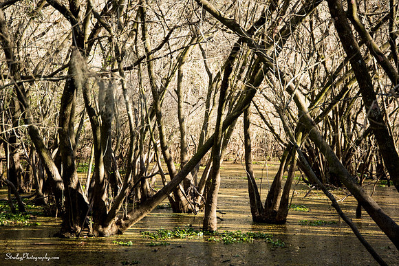 Myakka State Park  2014 12 15 - 0143