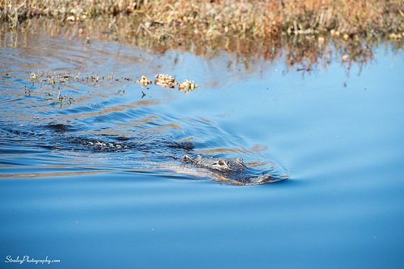 Myakka State Park  2014 12 15 - 0069