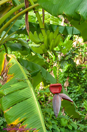 Grenada 11 2010  0336